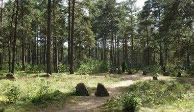 W tych polskich lasach można spotkać trufle. Ich cena zwala z nóg