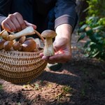 W tym lesie aż roi się od grzybów. Wyjdziesz z pełnym koszykiem 