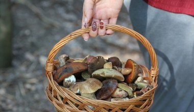 W tym lesie znajdziesz najwięcej grzybów. Rzut beretem od Krakowa