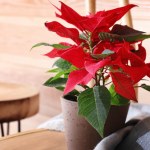 W tym miejscu nigdy nie kładź gwiazdy betlejemskiej. Już jej nie odratujesz