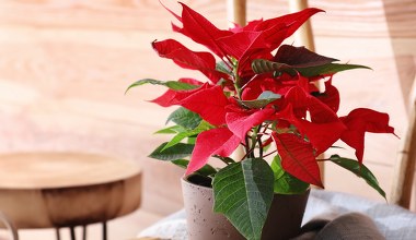 W tym miejscu nigdy nie kładź gwiazdy betlejemskiej. Już jej nie odratujesz