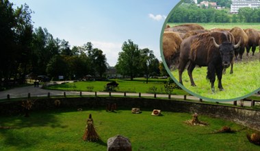 W tym miejscu w Polsce można spotkać prawdziwe bizony. Atrakcja dla dużych i małych 