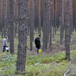 W tym regionie Polski wprowadzono zakaz zbierania grzybów. Powód może zaskoczyć