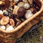 W tym rejonie Polski jest najwięcej grzybów. Prawie każdy wraca z lasu z pełnym koszykiem