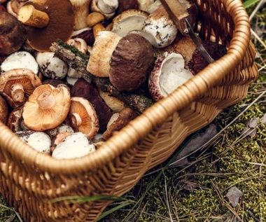 W tym rejonie Polski jest najwięcej grzybów. Prawie każdy wraca z lasu z pełnym koszykiem
