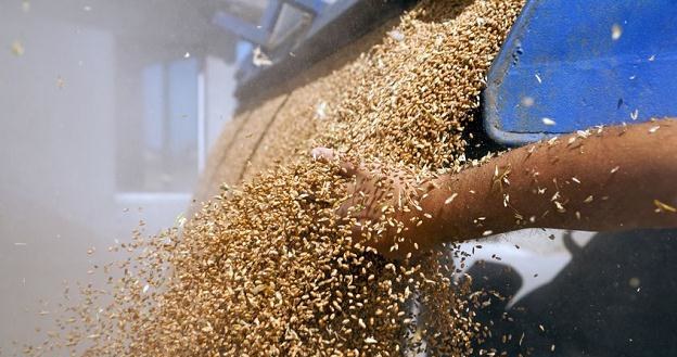W tym roku eksperci spodziewają się wysokich zbiorów zbóż na świecie, a ceny ziarna spadają /&copy;123RF/PICSEL