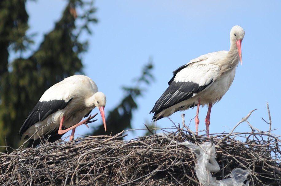 W tym roku młode bociany wykluły się około 10 dni później niż zazwyczaj /Marcin Bielecki /PAP