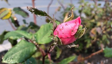 W tym roku nie zobaczysz mszyc w ogrodzie. Wystarczy, że zrobisz to 
