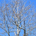 W tym roku posadzę zamiast magnolii. Jest równie piękny i mniej wymagający