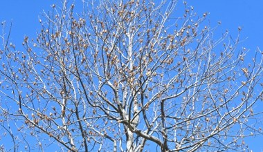 W tym roku posadzę zamiast magnolii. Jest r&oacute;wnie piękny i mniej wymagający