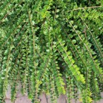 sadzenie roślin W tym roku sadzę zamiast bukszpanu. Ćma bukszpanowa już mi nie zagrozi