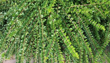 W tym roku sadzę zamiast bukszpanu. Ćma bukszpanowa już mi nie zagrozi