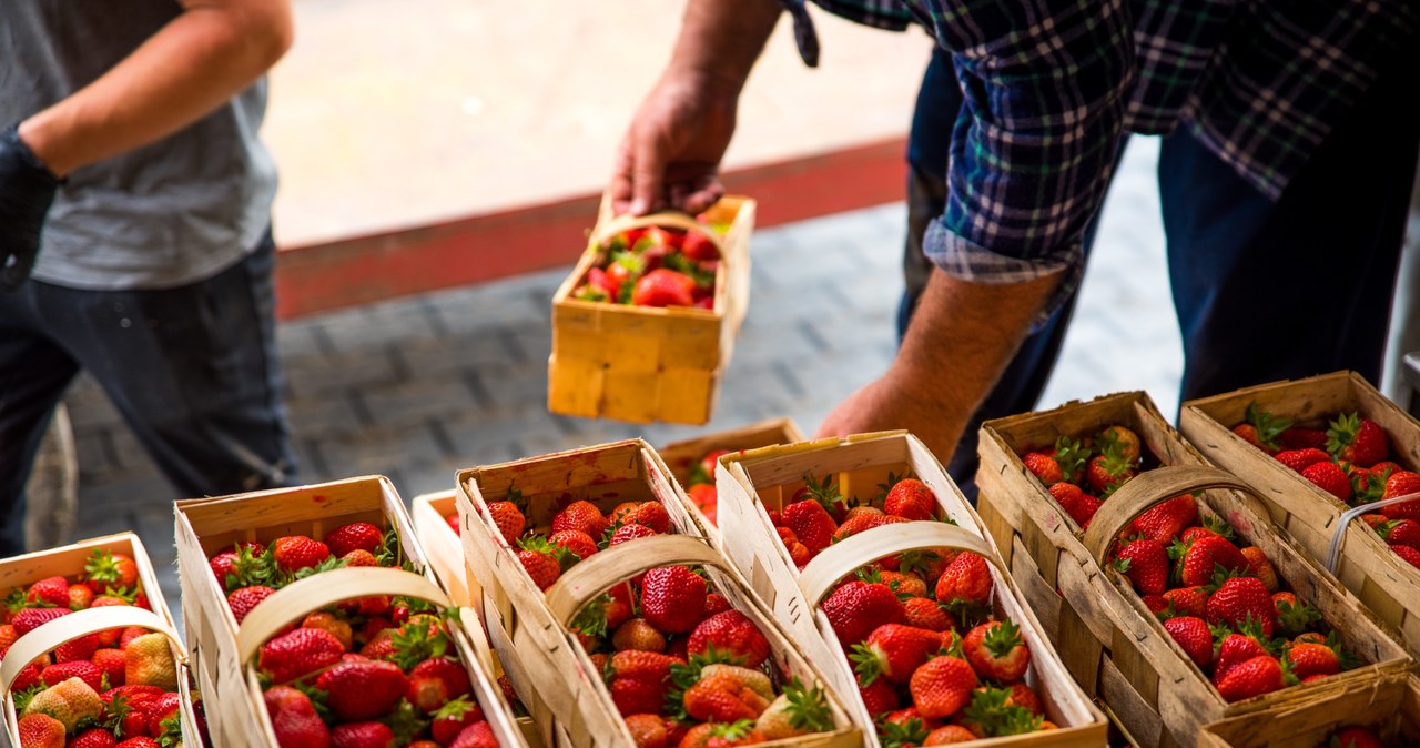 W tym roku sezon na truskawki rozpoczął się stosunkowo wcześnie. Jak ma się to do cen tych lubianych owoców? /123RF/PICSEL