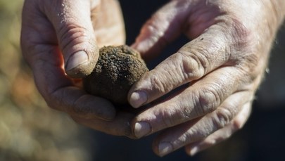 W tym roku trufli mało i na wagę złota