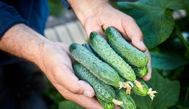 W tym roku zasadź te odmiany ogórków. Nie gorzknieją i są idealne na przetwory 