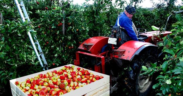 W tym roku zbierzemy 3,2 mln ton jabłek. /&copy; Panthermedia