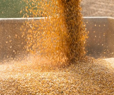 W tym roku zbiory zbóż w Polsce będą mniejsze. Zdaniem UE, aż o milion ton