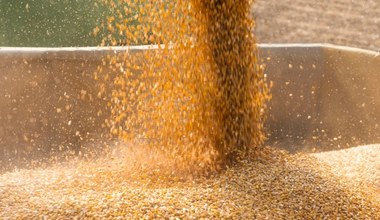 W tym roku zbiory zbóż w Polsce będą mniejsze. Zdaniem UE, aż o milion ton