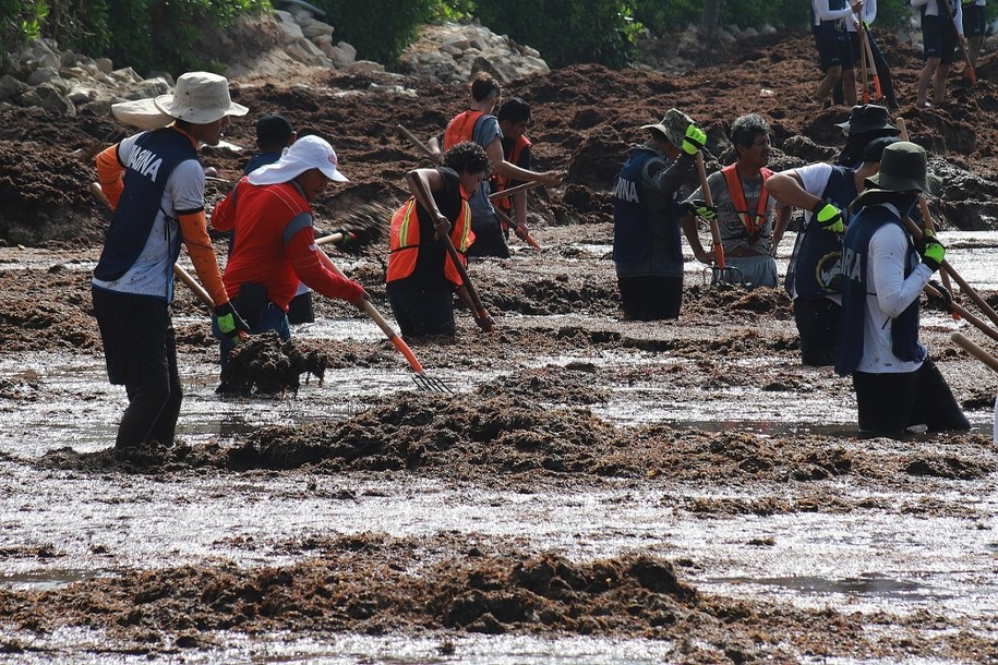 W tym roku zebrano już 39 milionów ton glonów /LOURDES CRUZ /PAP/EPA