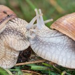 W ubiegłym sezonie za kilogram winniczków płacono 2 zł