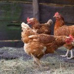 W UE chcą skończyć z chowem klatkowym. Do rolników mogą popłynąć pieniądze