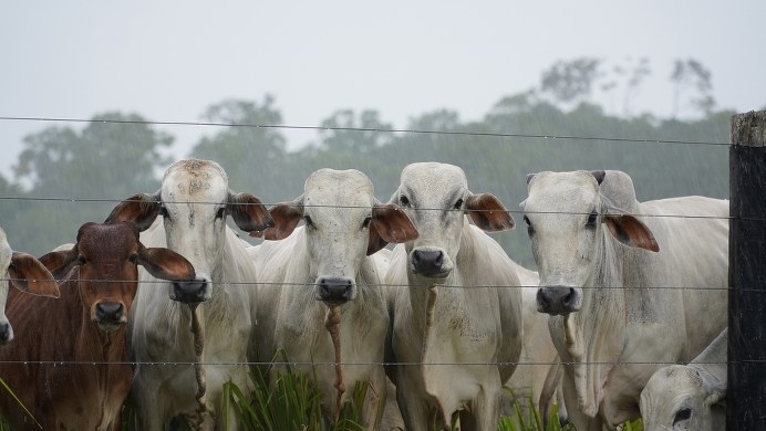W Unii pojawiło się mięso z zakazanym hormonem wzrostu. Jest reakcja Komisji Europejskiej