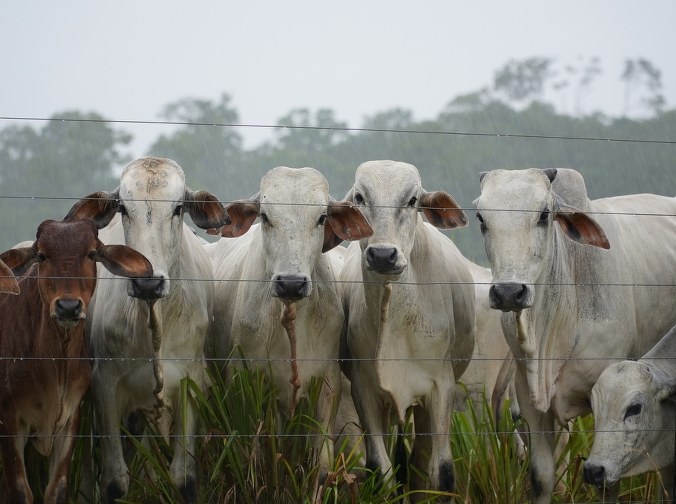 W Unii pojawiło się mięso z zakazanym hormonem wzrostu. Jest reakcja Komisji Europejskiej
