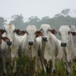 W Unii pojawiło się mięso z zakazanym hormonem wzrostu. Jest reakcja Komisji Europejskiej