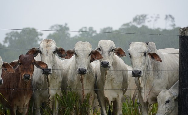 W Unii pojawiło się mięso z zakazanym hormonem wzrostu. Jest reakcja Komisji Europejskiej