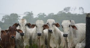 W Unii pojawiło się mięso z zakazanym hormonem wzrostu. Jest reakcja Komisji Europejskiej