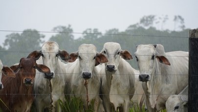 W Unii pojawiło się mięso z zakazanym hormonem wzrostu. Jest reakcja Komisji Europejskiej