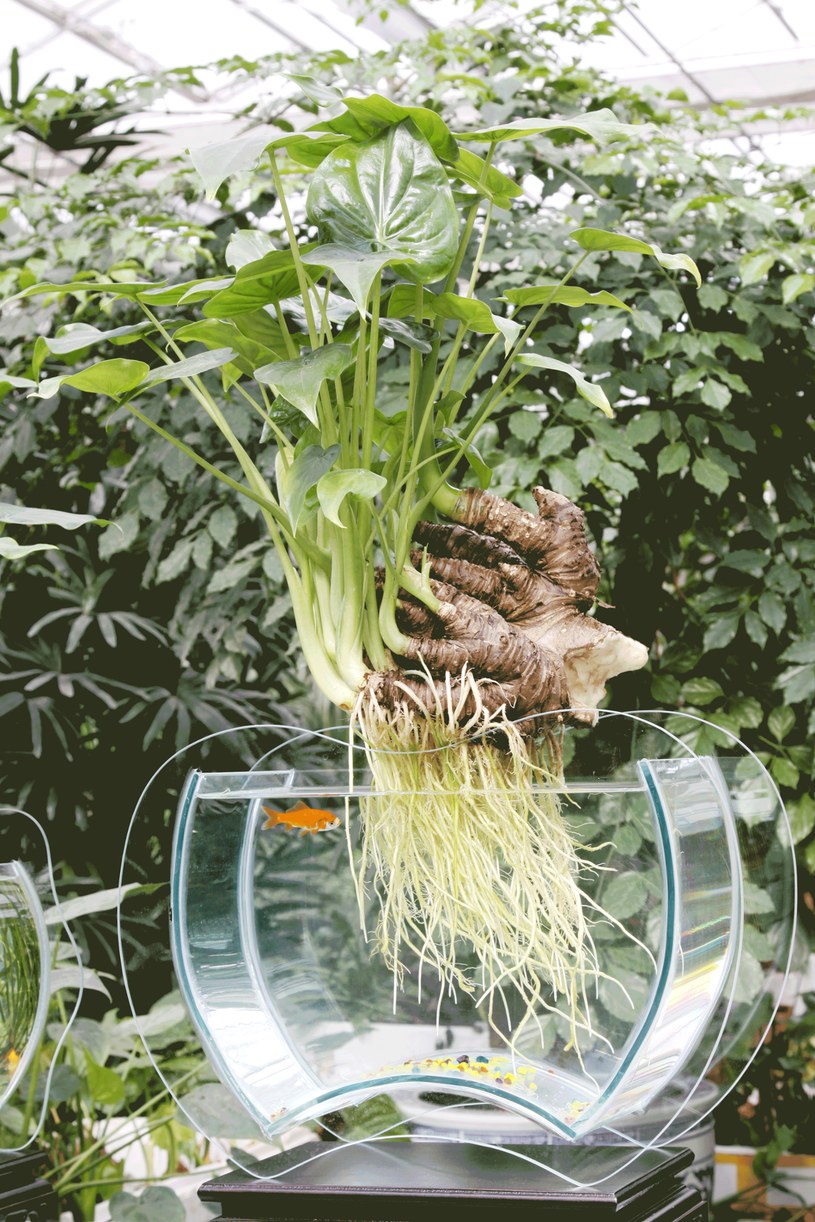 W uprawie hydroponicznej sprawdzą się rośliny, które lubią wilgoć /123RF/PICSEL