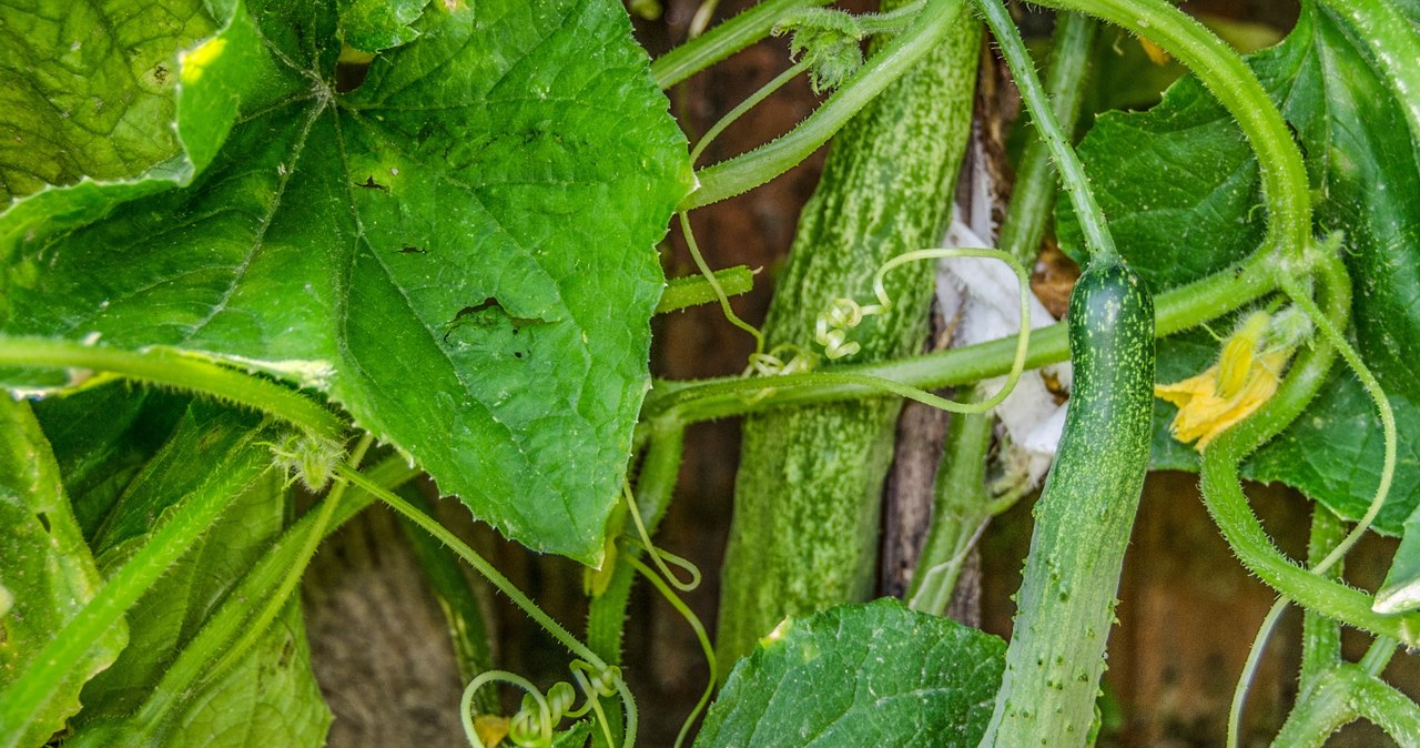 W uprawie ogórków ważne jest nie tylko regularne podlewanie i nawożenie, ale również usuwanie bocznych pędów. Co warto wiedzieć na ten temat? /123RF/PICSEL