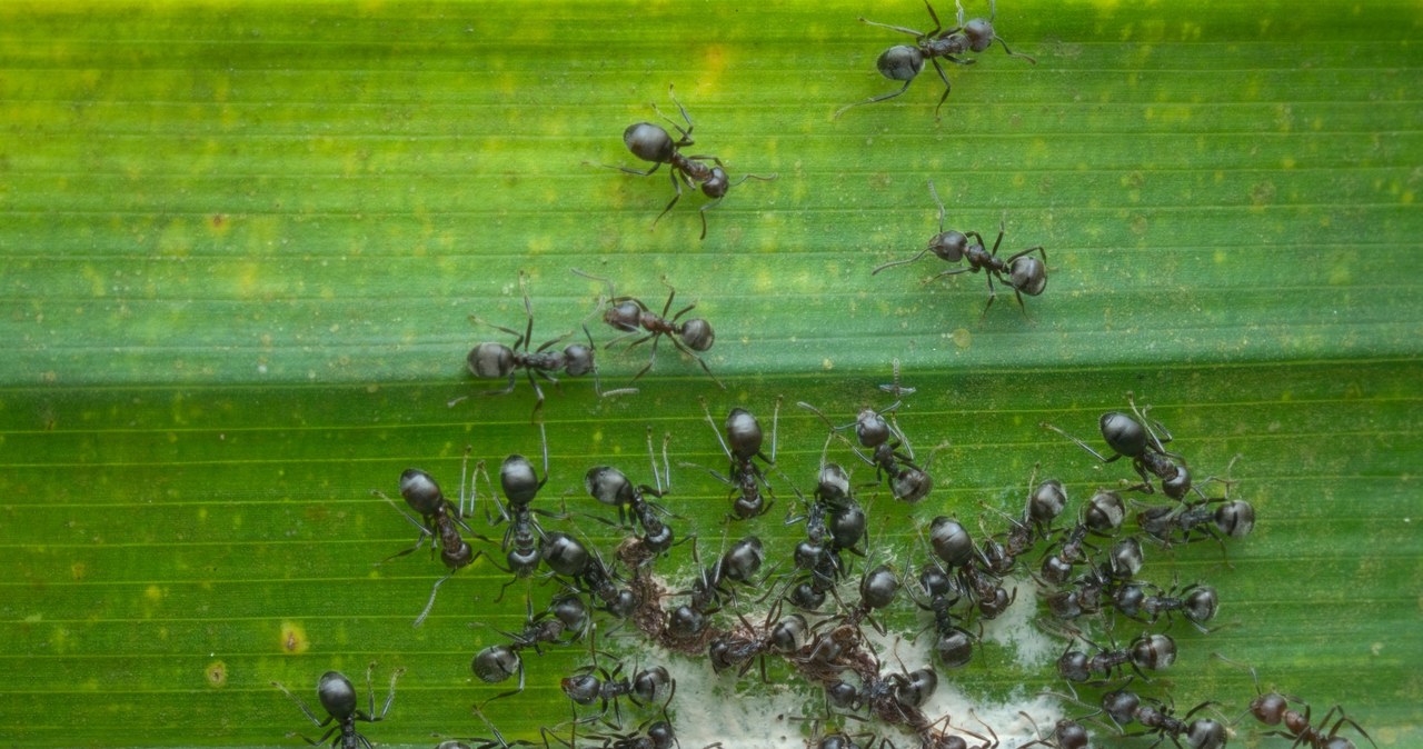 W uprawie zewnętrznej (choć czasami nieproszeni goście trafiają także do domów) cynamon skutecznie odstraszy m.in. mrówki. /123RF/PICSEL