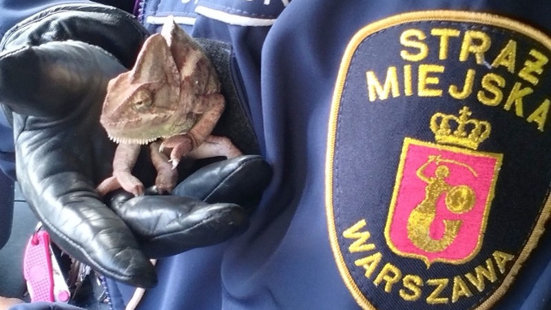 W uratowaniu kameleona pomogli strażnicy miejscy z warszawskiego Ekopatrolu /materiały prasowe