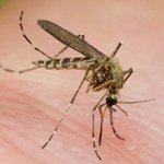 W USA odnotowano pierwsze zakażenia wirusem Zika od żyjących tam komarów