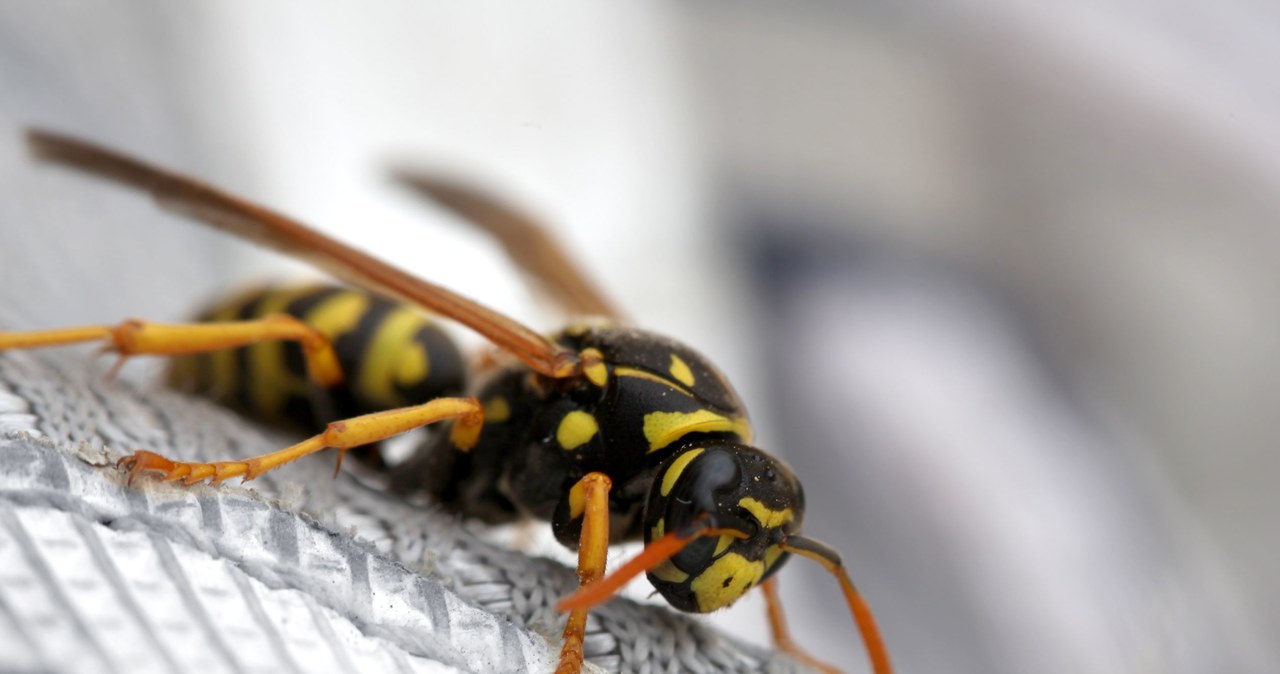 W ustaleniu, czy jesteśmy uczuleni na jad owadów, pomagają testy alergologiczne /123RF/PICSEL