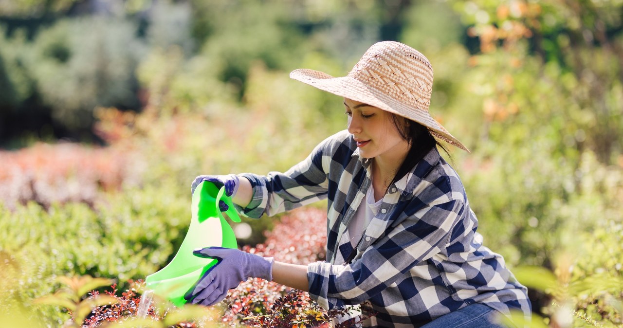 W walce ze zgnilizną korzeni może pomóc napar z rumianku. Sprawdź, jak go użyć w ogrodzie. /Pixel