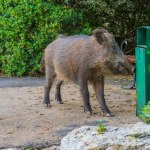 W Warszawie powstanie zespół ekspertów do spraw dzików