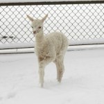 W Warszawie przyszedł na świat uroczy maluch. Samczyk biały jak śnieg