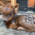 W Warszawie urodził się drugi najmniejszy jeleń świata. Zoo szuka imienia