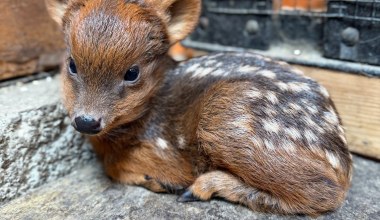 W Warszawie urodził się drugi najmniejszy jeleń świata. Zoo szuka imienia