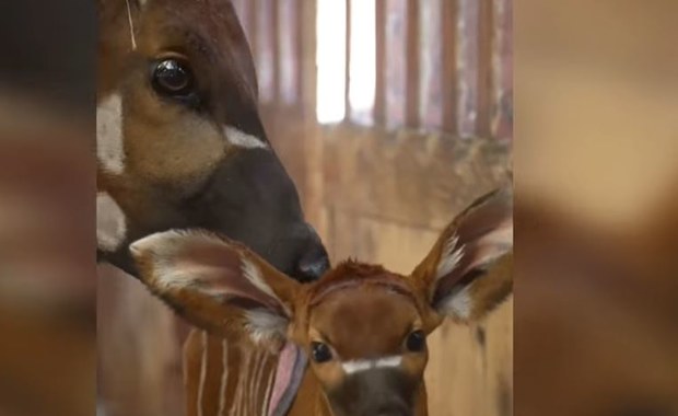 W warszawskim zoo na świat przyszła antylopa bongo