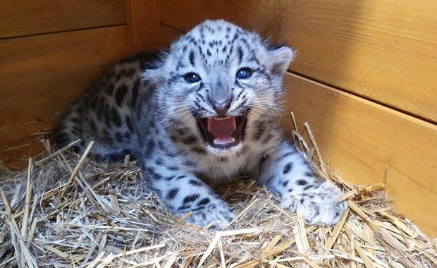 W warszawskim zoo urodził się rzadki drapieżnik