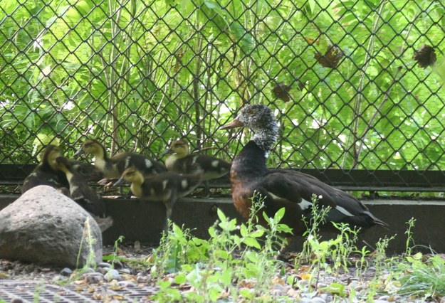 W warszawskim zoo wykluły się pisklęta rzadkiego, zagrożonego wyginięciem gatunku kaczki - malajki /Ptaszarnia Warszawskiego Zoo /