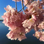 W Waszyngtonie trwa Festiwal Kwitnącej Wiśni. Zobacz niezwykłe zdjęcia