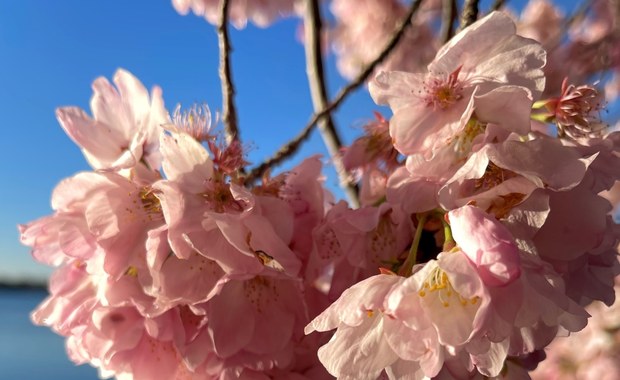 W Waszyngtonie trwa Festiwal Kwitnącej Wiśni. Zobacz niezwykłe zdjęcia