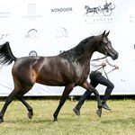 ​W weekend Sopot Arabian Horse Show