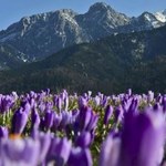 W weekend wiosna zagości w Tatrach! 