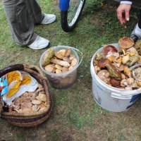 Grzybobranie w Wielbarku.